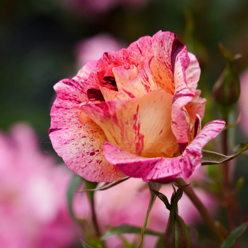 PRE ORDER - STAR BURST - Bare Rooted - Image 2