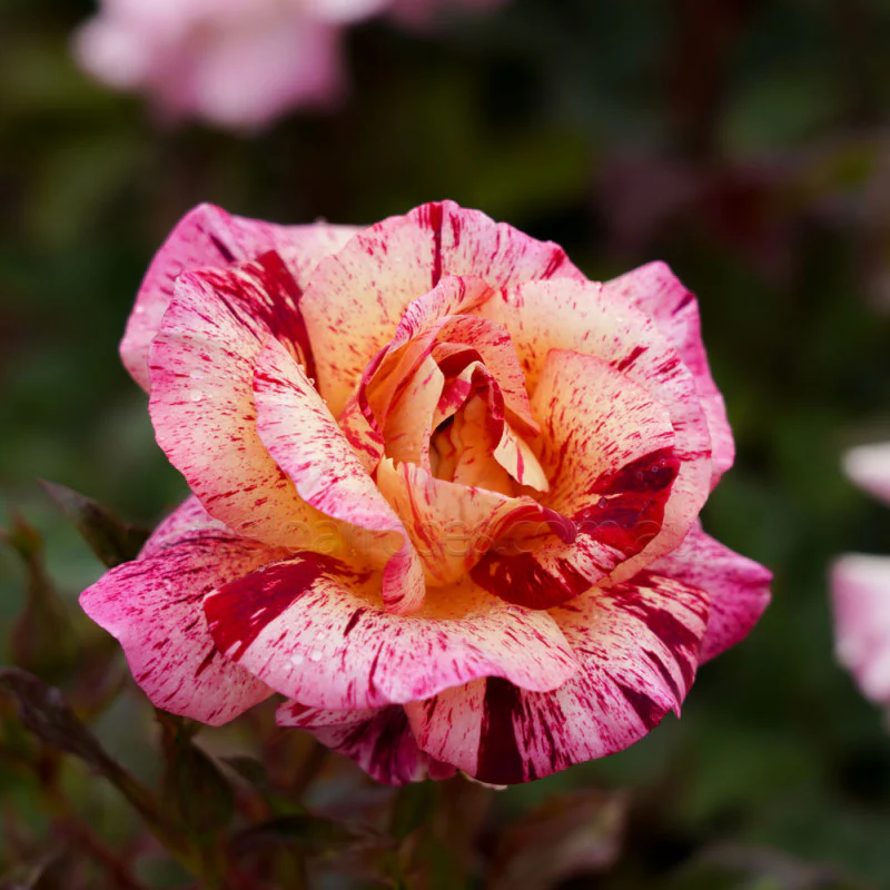 PRE ORDER - STAR BURST - Bare Rooted - Image 3