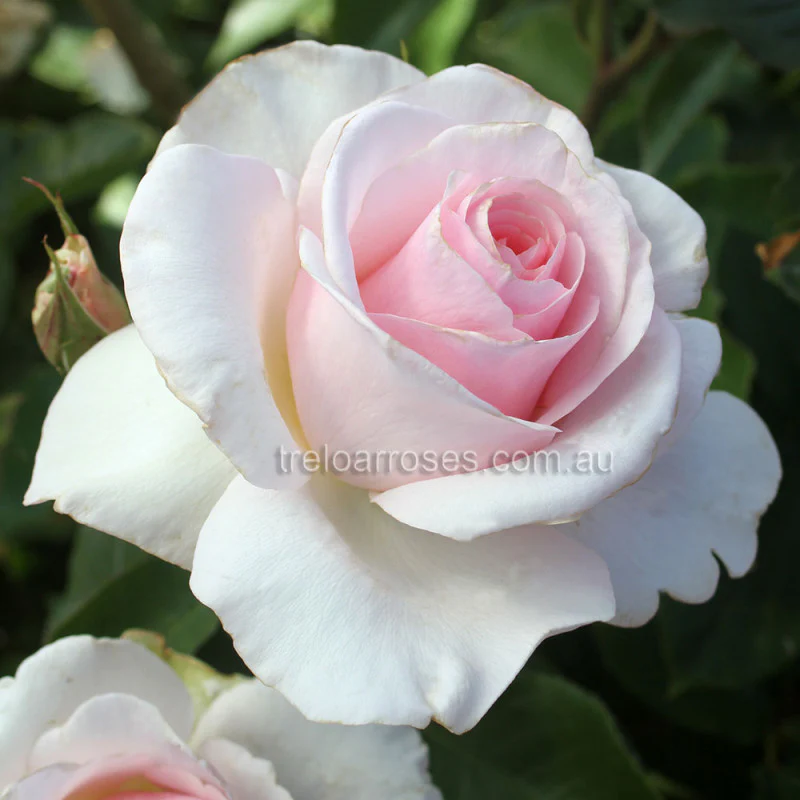 PRE ORDER - STD MOTHERS LOVE 90CM - Bare Rooted