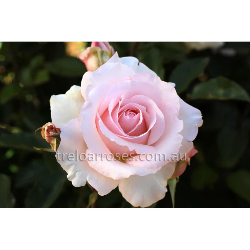 PRE ORDER - STD MOTHERS LOVE 90CM - Bare Rooted - Image 2