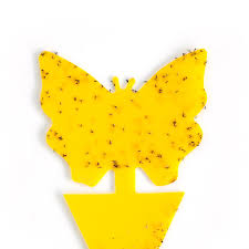 STICKY GNAT TRAP - Image 4