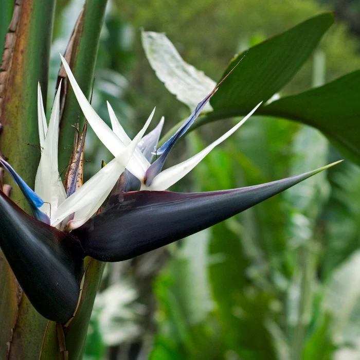 STRELITZIA NICOLAI 200MM