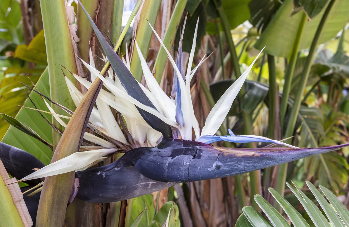 STRELITZIA NICOLAI 140MM - Image 2