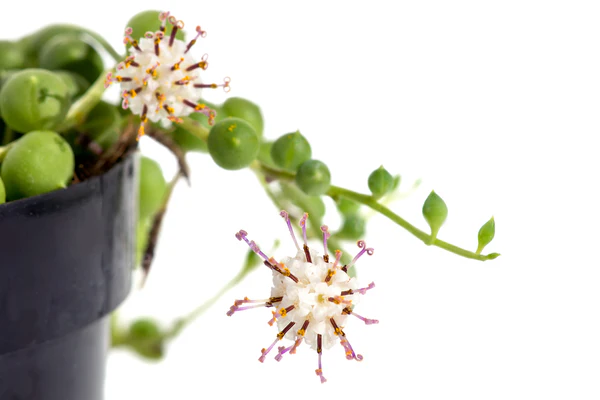 STRING OF PEARLS HANGING BASKET - Image 2