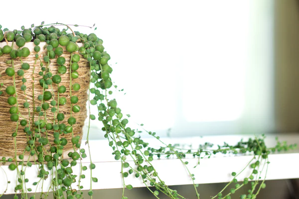 STRING OF PEARLS HANGING BASKET - Image 3