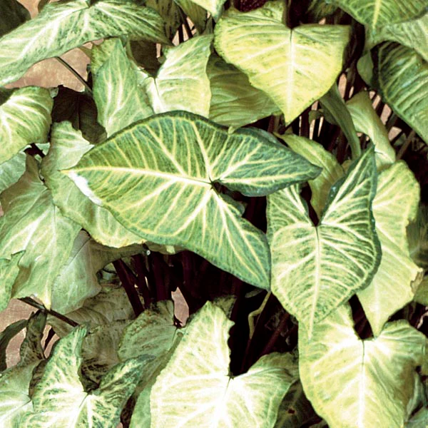 SYNGONIUM WHITE  130MM - Image 3