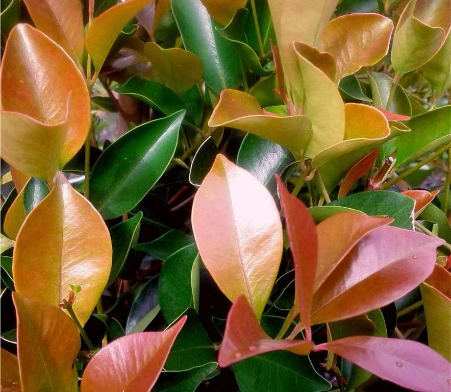 SYZYGIUM BACKYARD BLISS 200MM - Image 3