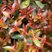 SYZYGIUM UP AND AWAY 140MM - Image 2