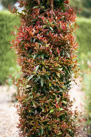 SYZYGIUM UP AND AWAY 140MM - Image 3