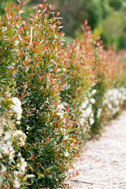 SYZYGIUM UP AND AWAY 140MM - Image 4