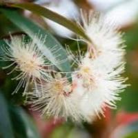 SYZYGIUM UP AND AWAY 140MM - Image 6