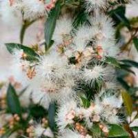 SYZYGIUM UP AND AWAY 140MM - Image 7