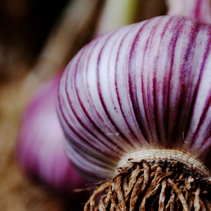 GARLIC - TASMANIA PURPLE EARLY - 100g