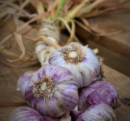 GARLIC - TASMANIA PURPLE EARLY - 100g - Image 2