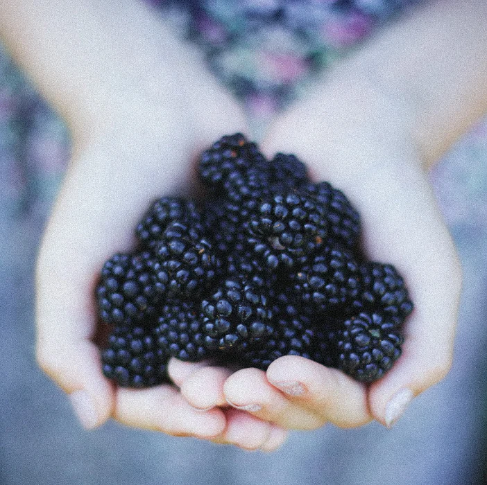 THORNLESS BLACKBERRY 2LTR - Image 2