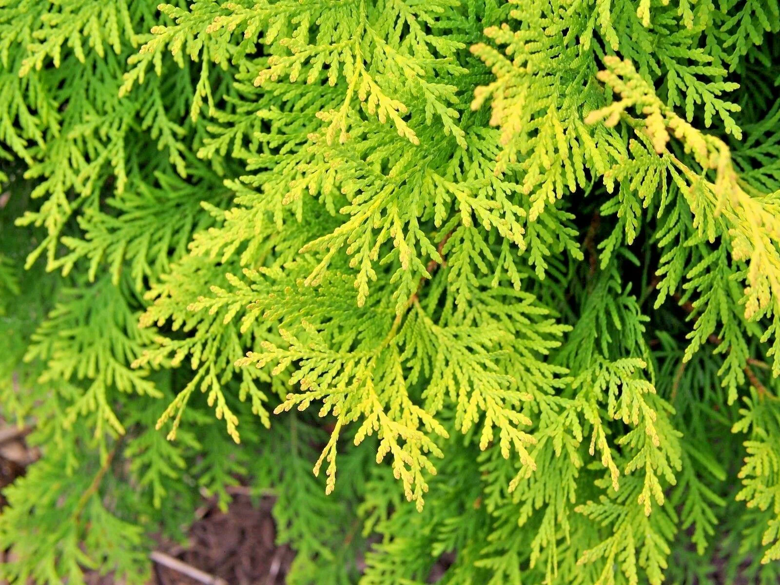 THUJA ORIENTALIS AUREA NANA - Image 3