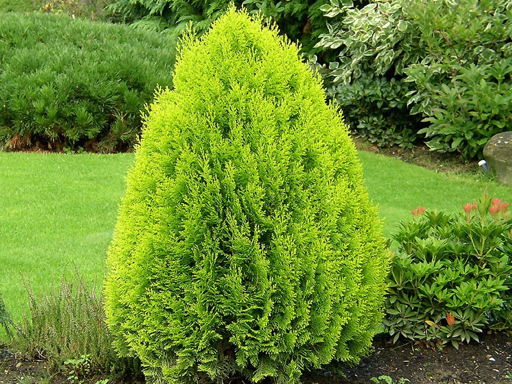 THUJA ORIENTALIS AUREA NANA - Image 4