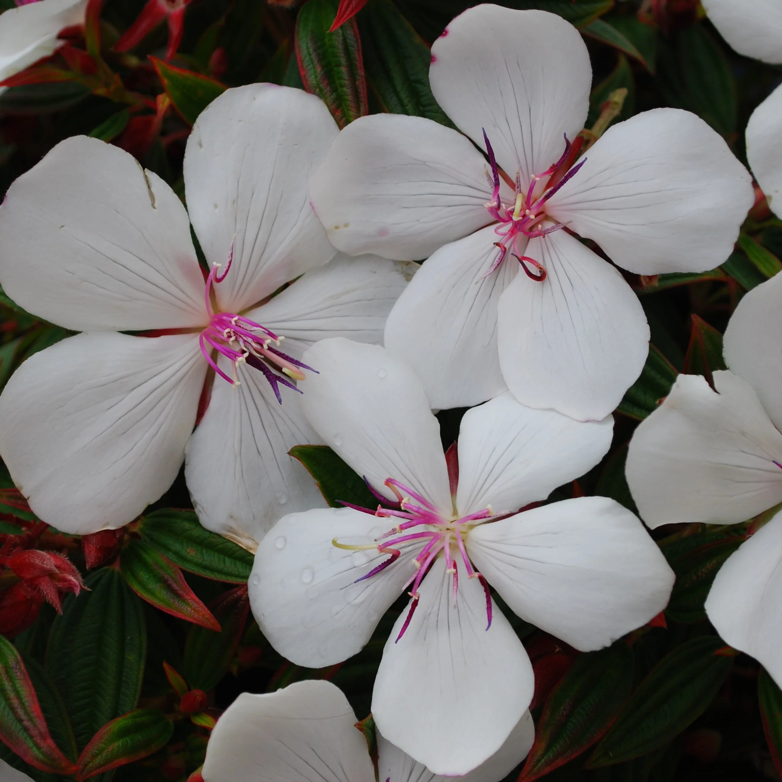 TIBOUCHINA BABY SERIES