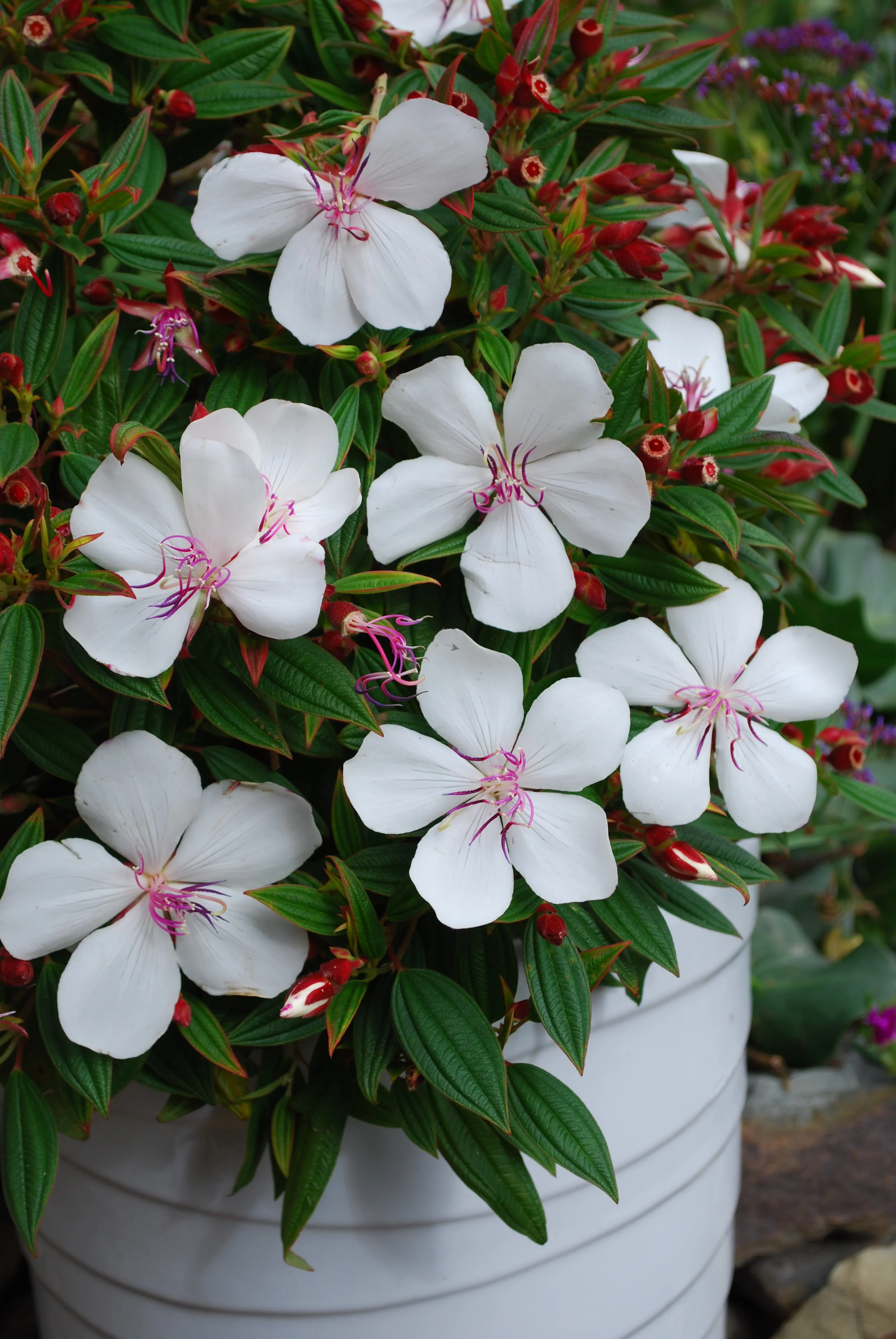 TIBOUCHINA BABY SERIES - Image 2
