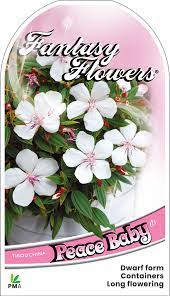 TIBOUCHINA BABY SERIES - Image 3