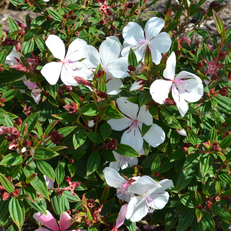 TIBOUCHINA BABY SERIES - Image 4