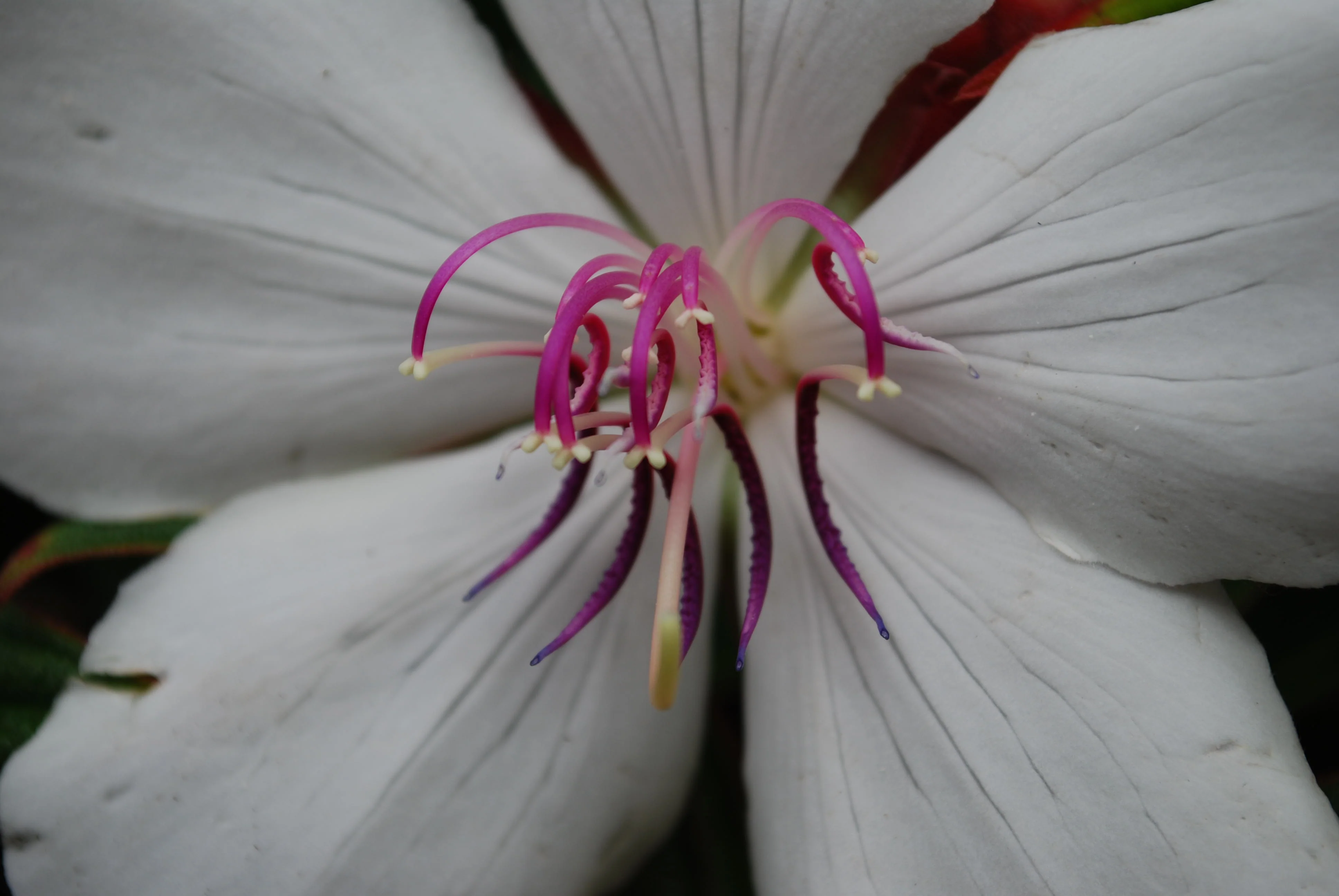 TIBOUCHINA BABY SERIES - Image 5