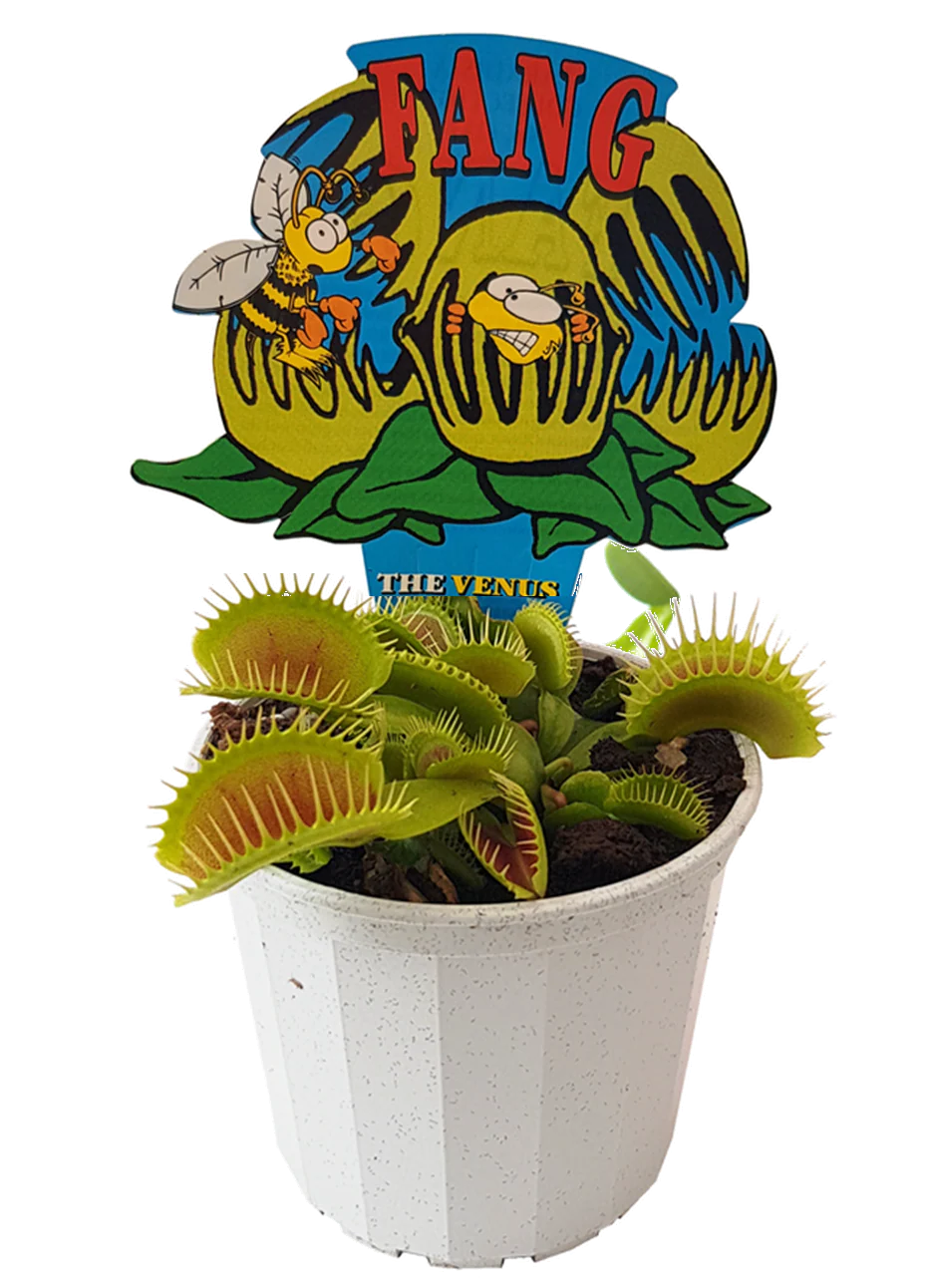 VENUS FLY TRAP 7CM - Image 2