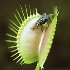VENUS FLY TRAP 7CM - Image 3