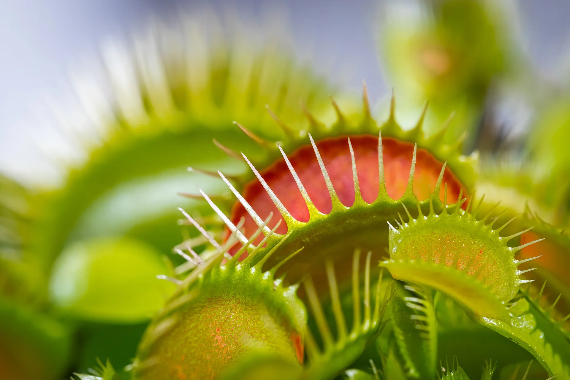 VENUS FLY TRAP 7CM - Image 4
