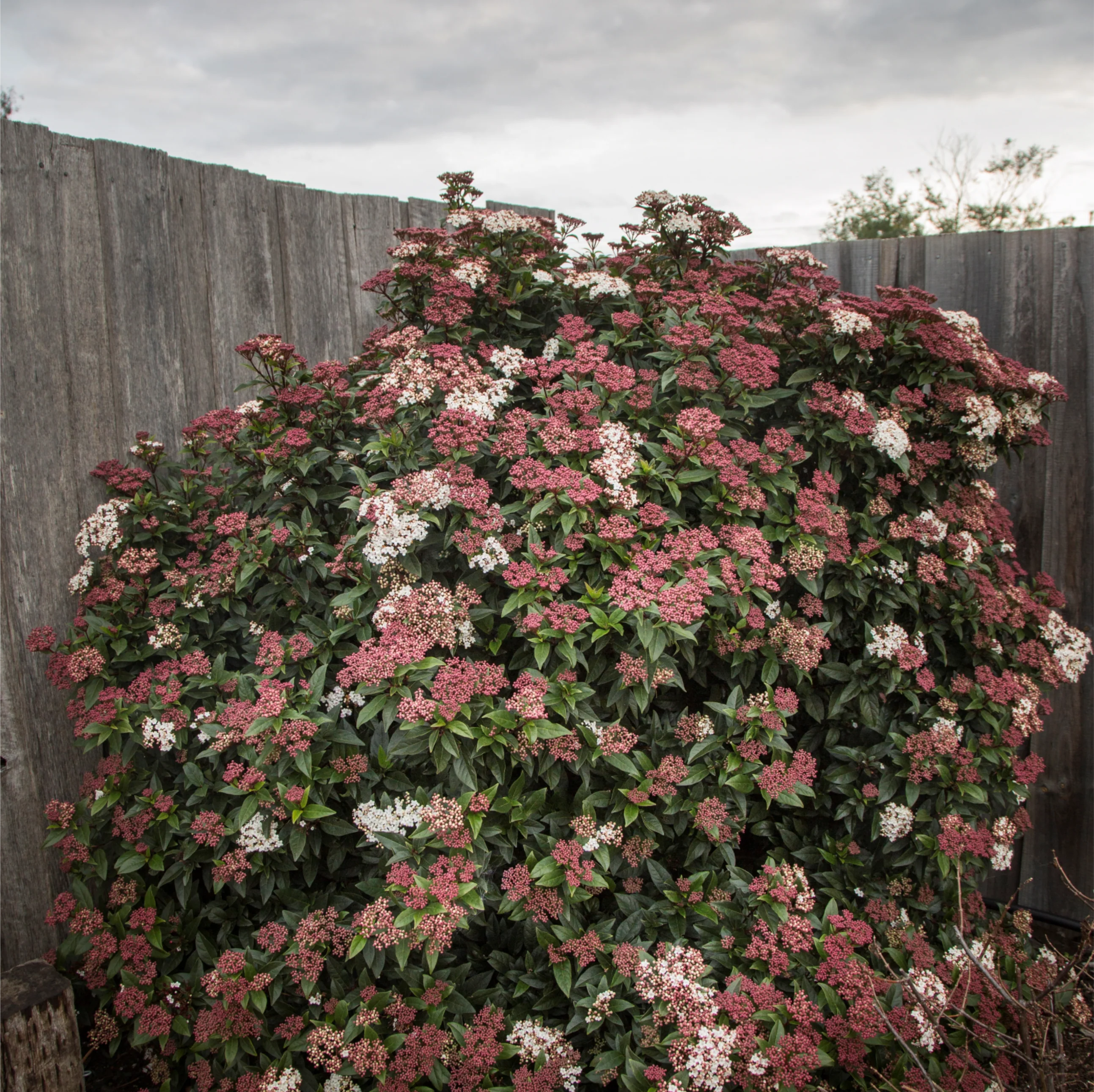 VIBURNUM ANVI - Image 2