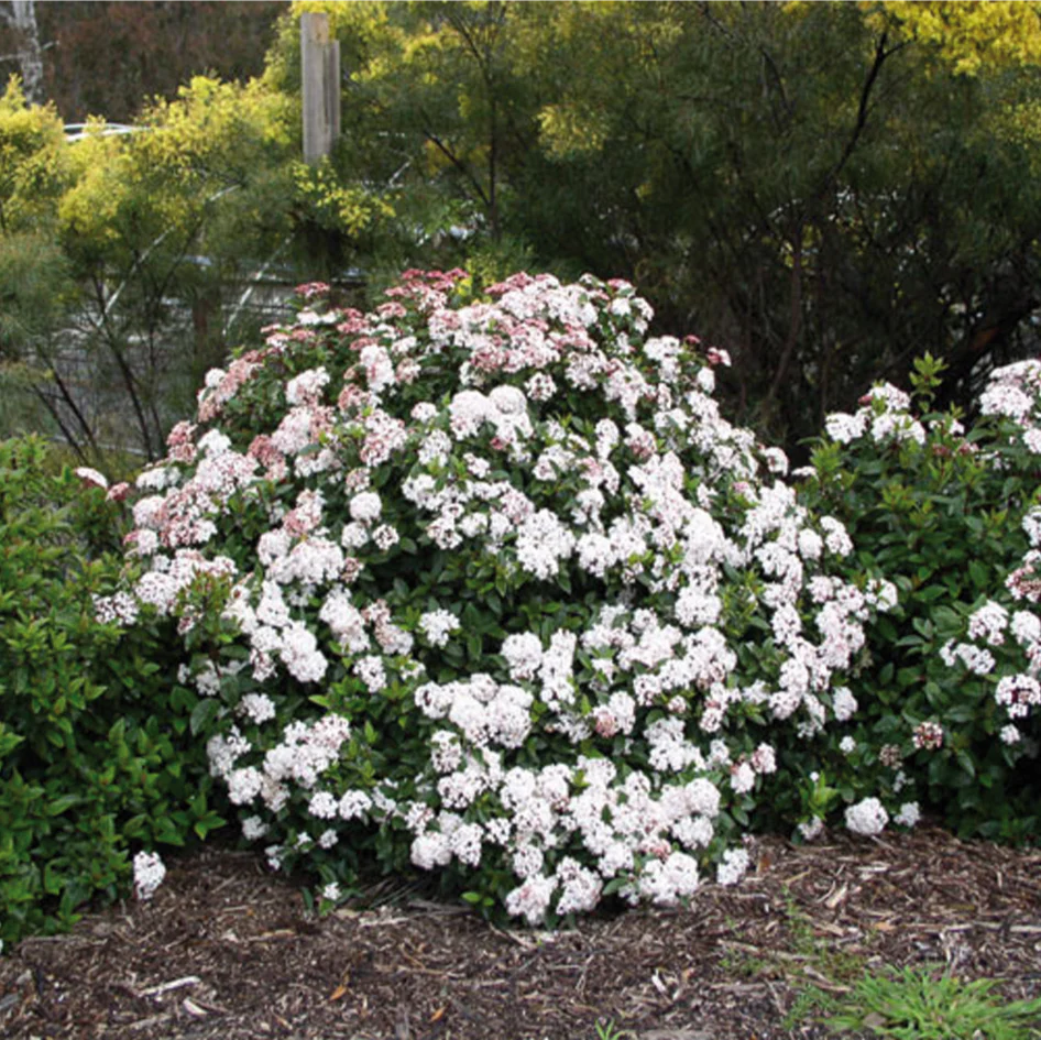 VIBURNUM ANVI - Image 3