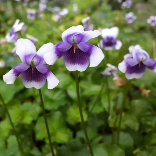 VIOLA HEDERACEA NATIVE VIOLET