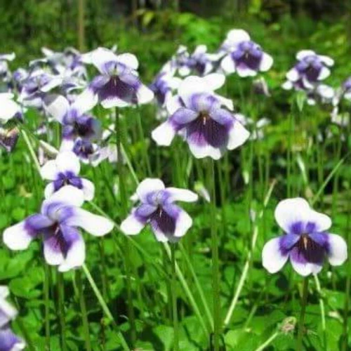 VIOLA HEDERACEA NATIVE VIOLET - Image 2