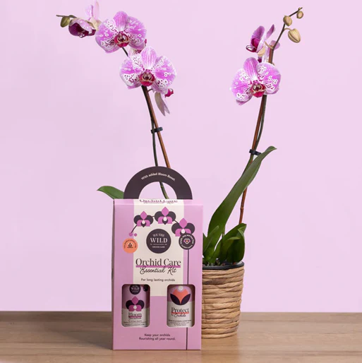 ORCHID DUO - WE THE WILD - Image 3