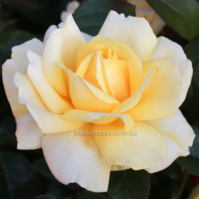 PRE ORDER - WINTER SUN - Bare Rooted