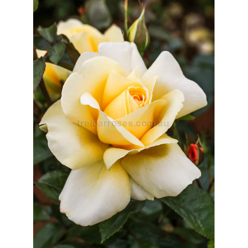 PRE ORDER - WINTER SUN - Bare Rooted - Image 2