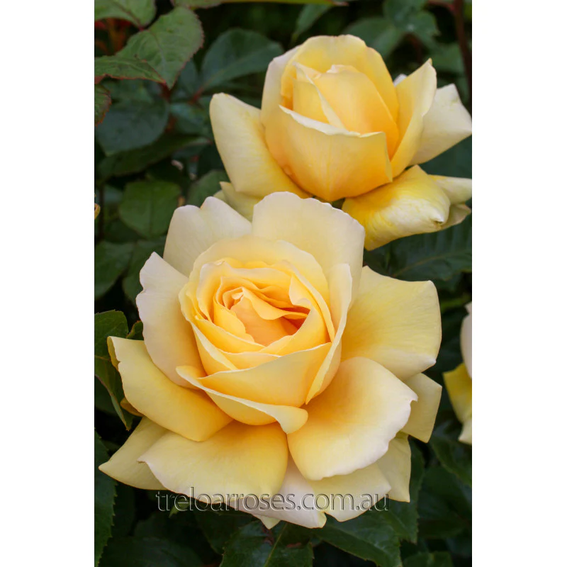 PRE ORDER - WINTER SUN - Bare Rooted - Image 3