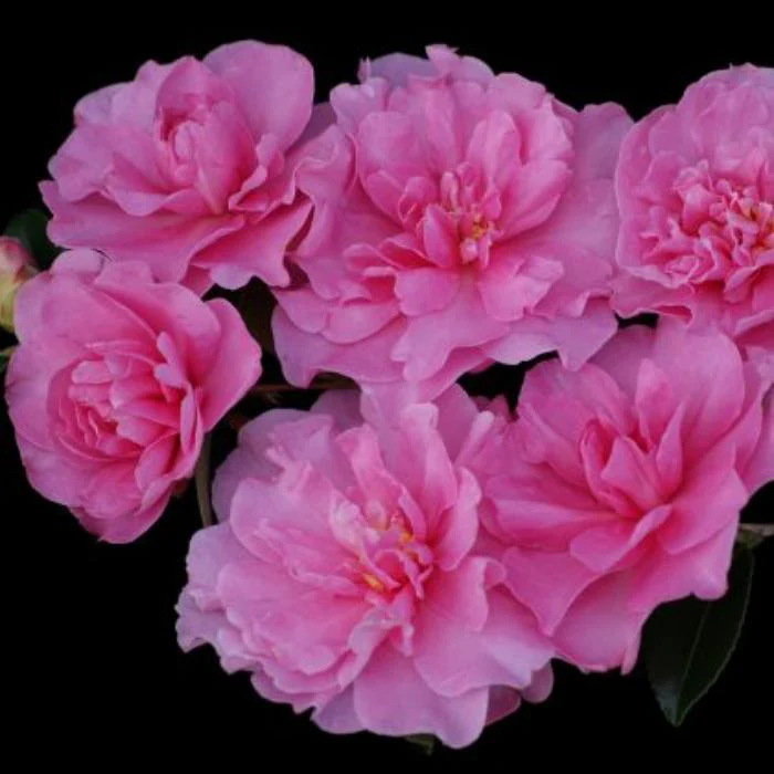 CAMELLIA - WITH LOVE