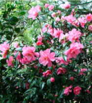 CAMELLIA - WITH LOVE - Image 2