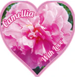 CAMELLIA - WITH LOVE - Image 3