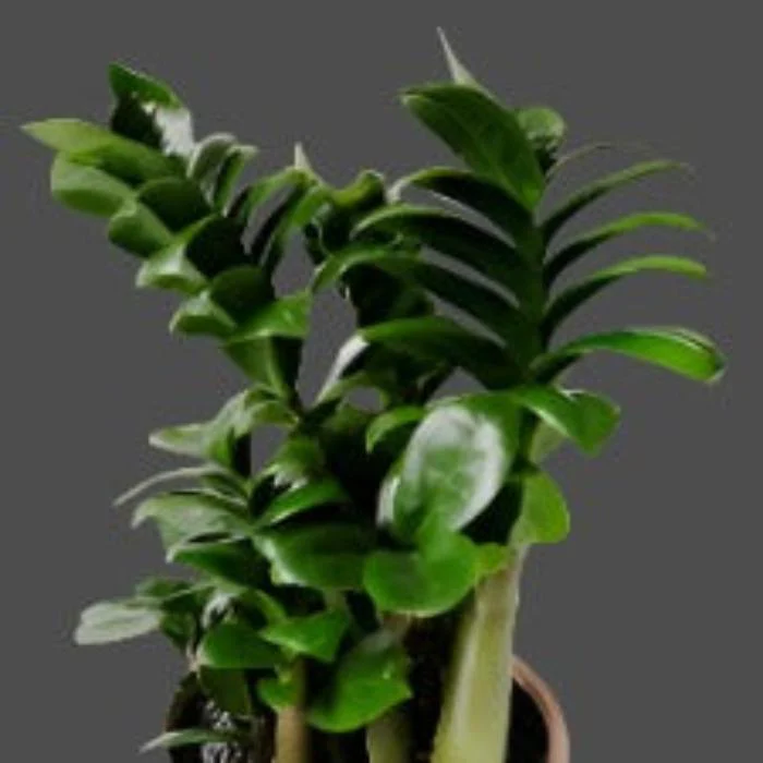 ZZ PLANT
