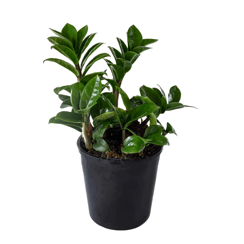 ZZ PLANT - Image 2